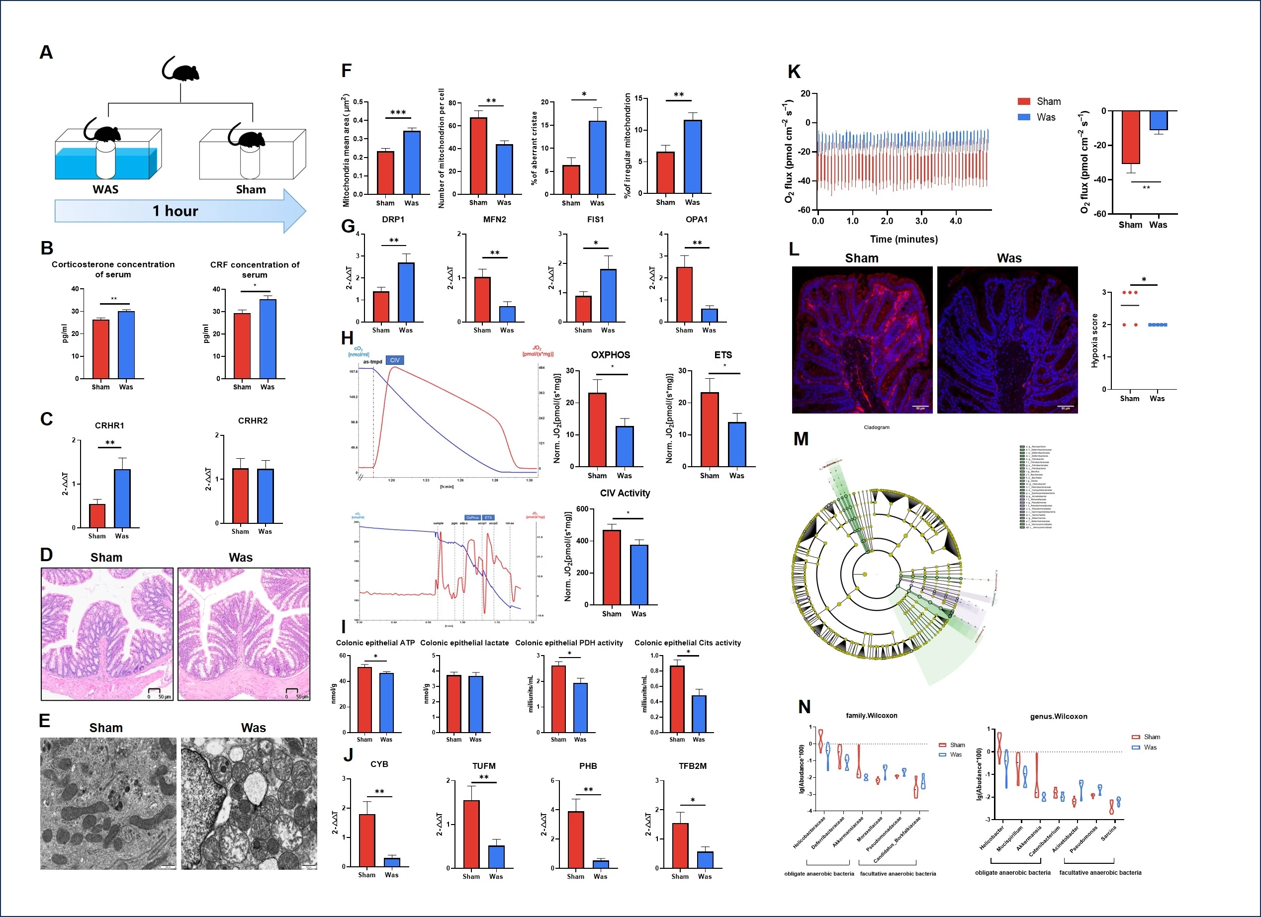 <b>Figure 1. Acute water avoidance stress damage colonocyte mitochondria and alter microbiota composition.</b> (A) Acute water avoidance model. (B) Corticosterone, CRF level of serum, <i>N</i> = 10. (C) CRHR1/2 genes expression level, <i>N</i> = 10. (D) H&E images of the colon (scale bar = 50 um), <i>N</i> = 10. (E) TEM images of mitochondria (scale bar = 500 nm). (F) Quantitative indicators of mitochondria ultrastructure, <i>N</i> = 5. (G) Mitochondria dynamic genes, <i>N</i> = 10. (H) O2K technology. OXPHOS, ETS, Complex IV, <i>N</i> = 10. (I) Cytosolic level of ATP, lactate and activity of PDH and CS, <i>N</i> = 7. (J) Mitochondria biogenesis and DNA translation genes, <i>N</i>= 10. (K) Oxygen absorption flux in colon epithelial, <i>N</i> = 5. (L) Hypoxia stain images and hypoxia scoring of colon epithelium, <i>N</i> = 5. (M) Different taxa composition. Purple, elevated in WAS; Green, reduced in WAS (N) Different microbiota in top family and genus level, <i>N</i> = 10. Data: Mean ± SEM.
