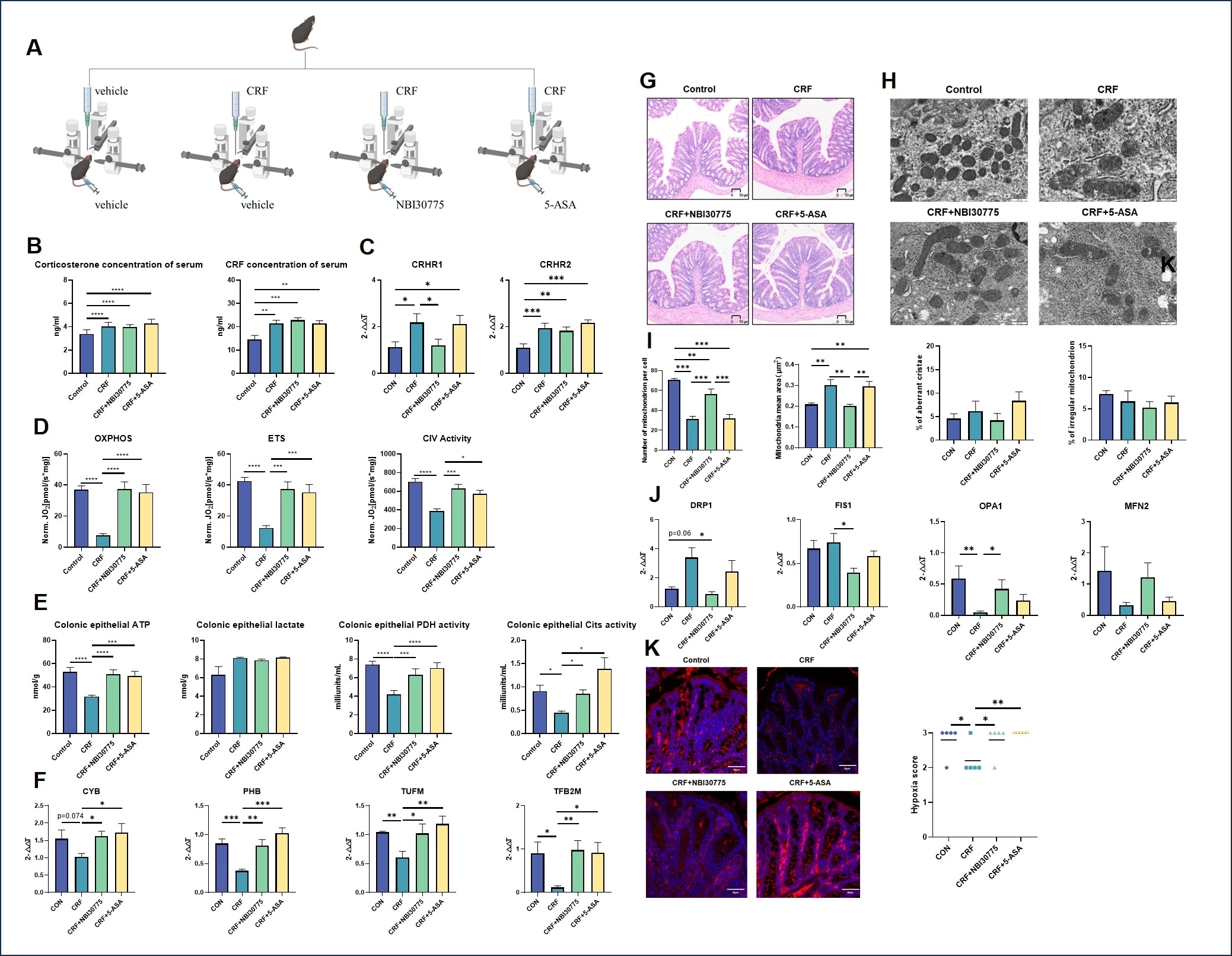 <b>Figure 2.</b> <b>CRF of PVA damage colonocyte mitochondria and increases colon oxygen bioavailability via CRHR1. </b>(A) Mice stereotactic injection. (B)Corticosterone, CRF level of serum. (C) CRHR1/2 genes expression level. (D) OXPHOS, ETS, Complex IV. (E) Cytosolic level of ATP, lactate and activity of PDH and CS. (F) Mitochondria biogenesis, mt-DNA translation genes, <i>N</i> = 7-10. (G) H&E images of colon (scale bar = 50 um), <i>N</i> = 10. (H) TEM images of mitochondria (scale bar = 500 nm). (I) Quantitative indicators of mitochondria ultrastructure, <i>N</i> = 5. (J) Mitochondria dynamic genes, <i>N</i> = 10. (K) Hypoxia stain images and hypoxia scoring of colon epithelium, <i>N</i> = 5. Data: Mean ± SEM.