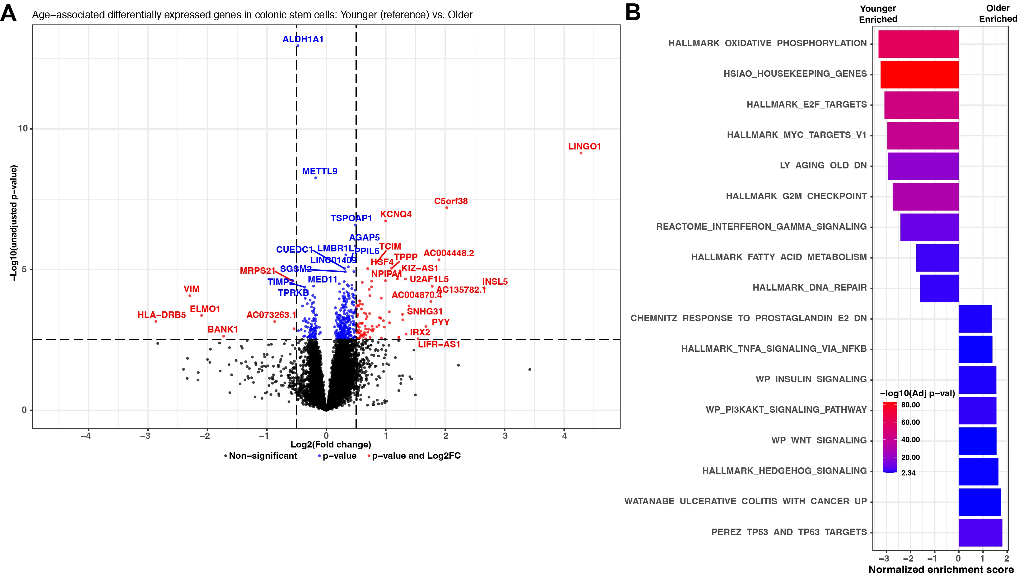 Figure 1. A) A volcano plot demonstrating the differential gene expression analysis results. B) Significant (FDR < 0.10) gene sets found from the gene set enrichment analysis.