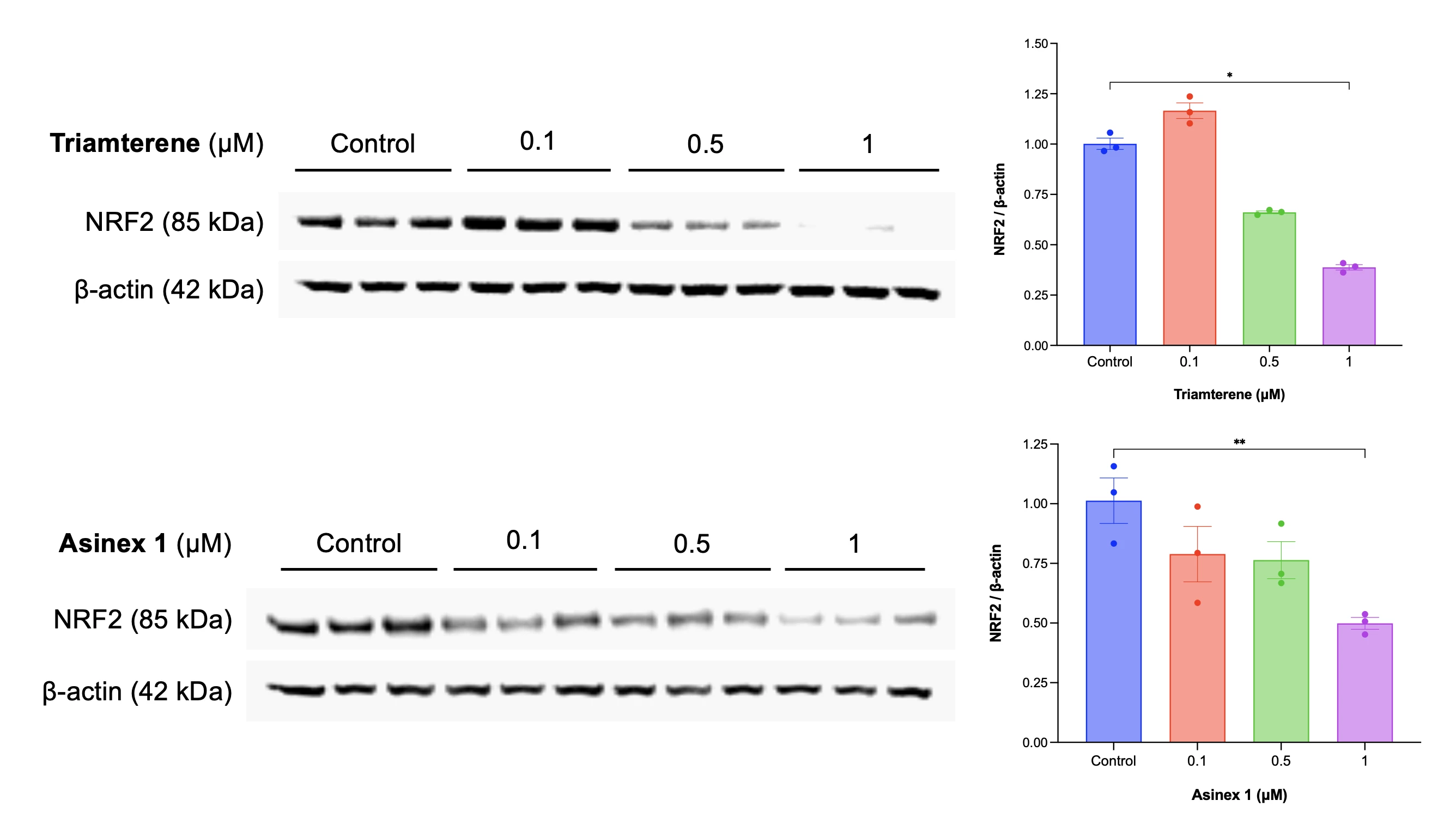 <b>Figure 1</b>: Dose-dependent inhibition of NRF2<sup>Mut</sup> expression in NRF2<sup>W24C</sup>-KYSE70 cells by triamterene and Asinex 1.