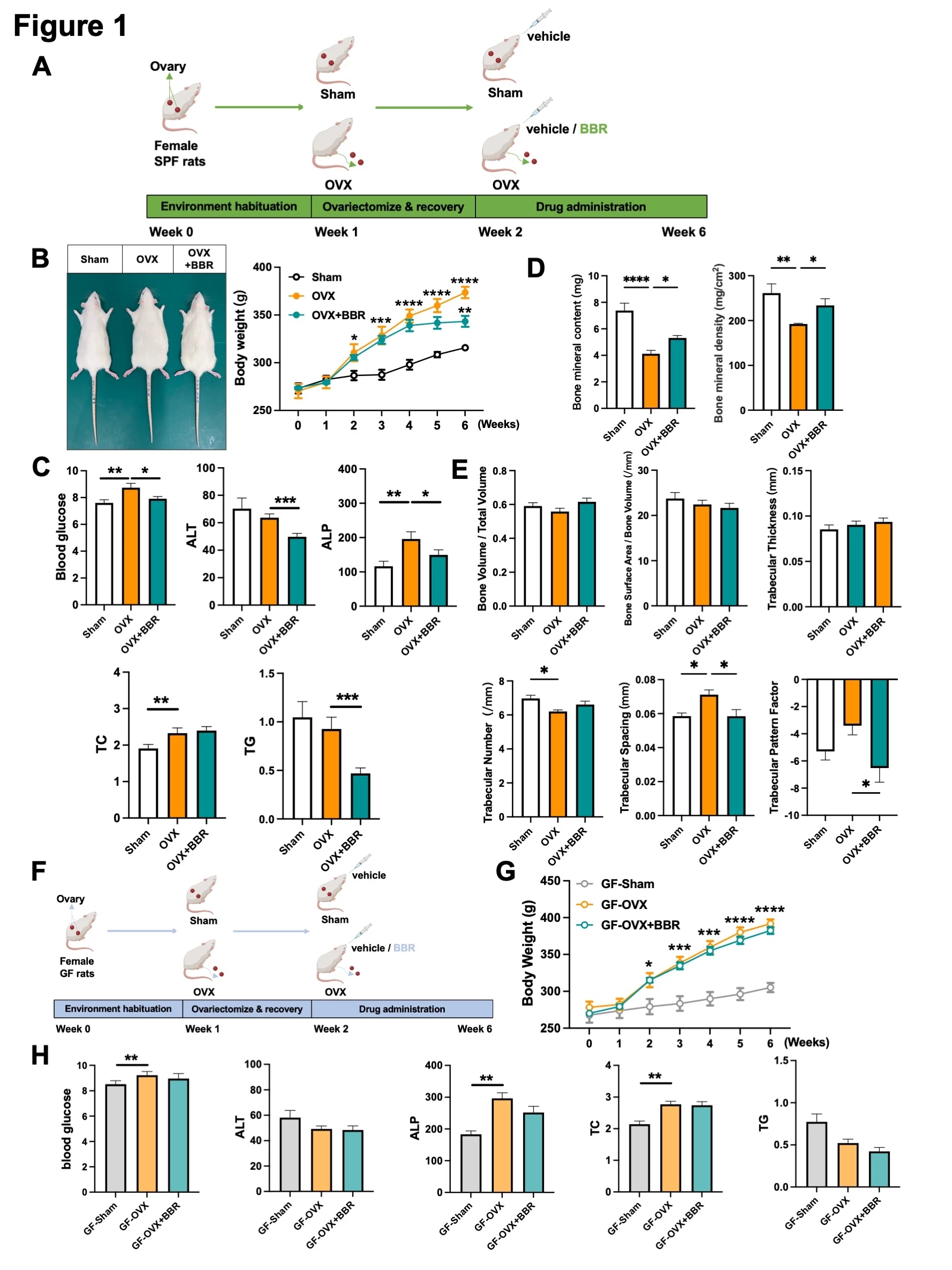 <b>Figure 1 BBR ameliorates OVX-induced </b><b>glucose and lipid metabolism disorders and osteoporosis</b><b> through regulating gut microbiota.</b><br /> A) Schematic diagram of BBR alleviating OVX-induced glucose and lipid metabolism disorders and osteoporosis in SPF rats. B) The body weight of SPF rats (n = 12). C) The blood glucose, ALT, ALP, TC and TG levels of SPF rats (n = 12). D-E) The bone mineral density and trabecular bone level (n =5 - 7 per group). F) Schematic diagram of BBR alleviating OVX-induced glucose and lipid metabolism disorders and osteoporosis in GF rats. G) The body weight of GF rats (n = 9). H) The blood glucose, ALT, ALP, TC and TG levels of GF rats (n = 12).<br /> Data are presented as the mean ± SEM. BBR, berberine; SPF, specific pathogen-free; GF, germ-free; OVX, ovariectomy; ALP, alkaline phosphatase; ALT, Alanine aminotransferase; TC, total cholesterol; TG, triglyceride.