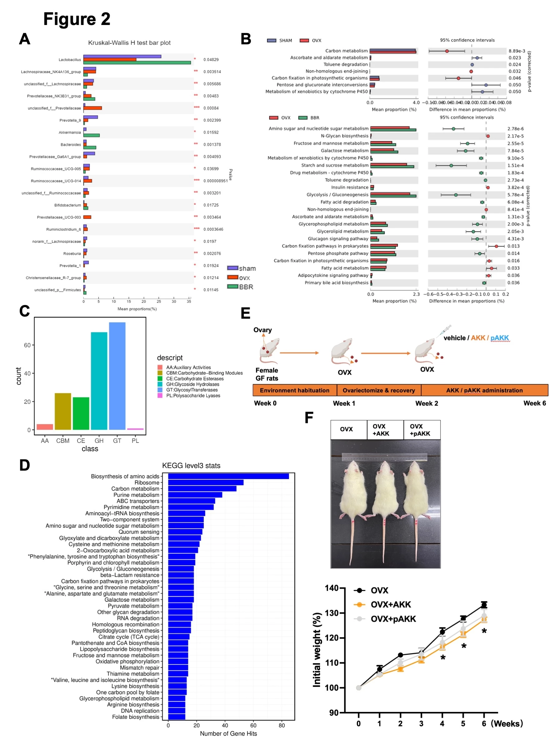 <b>Figure 2 BBR enriched </b><b><i>Akkermansia muciniphila</i></b><b> ameliorates OVX-induced body weight gain.</b><br /> A) 16s rRNA results of BBR treatment. B) Comparison of genes obtained from 16s rRNA with the KEGG database. C) Comparison of AKK metagenomic sequencing results with CAZy database. D) Comparison of AKK metagenomic sequencing results with KEGG database. E) Schematic diagram of AKK alleviating OVX-induced glucose and lipid metabolism disorders and osteoporosis in GF rats. F) The body weight of GF rats (n = 5 - 8).<br /> Data are presented as the mean ± SEM. BBR, berberine; AKK, <i>Akkermansia muciniphila</i>; OVX, ovariectomy; GF, germ-free; KEGG, kyoto encyclopedia of genes and genomes; CAZy, Carbohydrate-Active enZYmes Database.