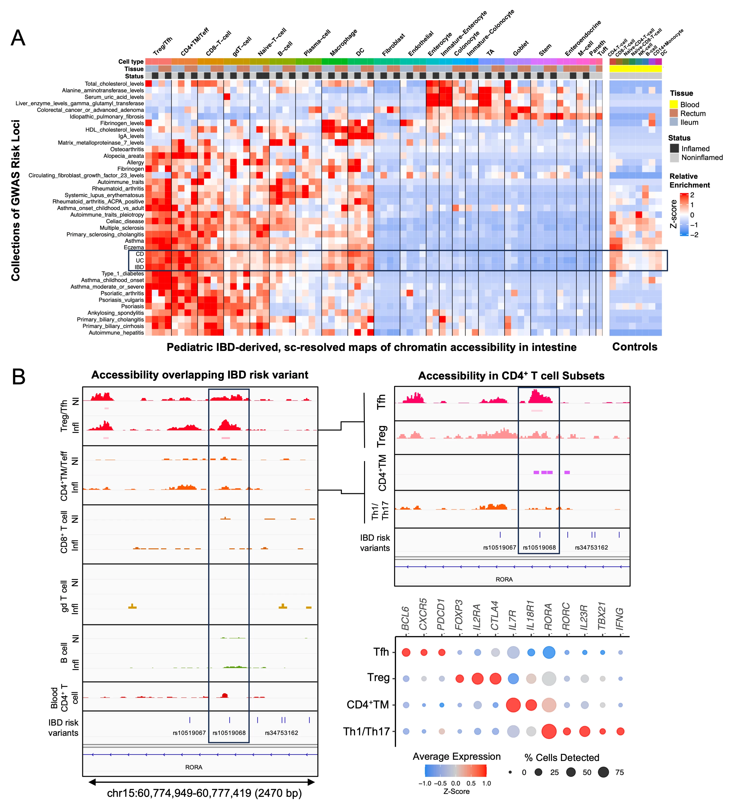 <b>Figure 2.</b> <b>(A)</b> Chromatin accessibility maps, resolved by cell type, tissue and inflammatory status, were systematically tested for co-localization with curated genetic risk variants for 1,353 GWAS phenotypes. Enrichments for selected phenotypes are shown. To better visualize relative enrichments across cell types and context, the enrichment values (-log<sub>10</sub>(P<sub>adj</sub>)) are Z-scored. <b>(B)</b> Underlying chromatin accessibility data for a single IBD risk locus at <i>RORA</i>, in which an accessible chromatin region, unique to the inflamed intestinal Treg/Tfh population overlapped an IBD risk variant (left). Further resolution of this population pinpoints the putative enhancer in the <i>RORA</i> locus to T follicular helper (Tfh) cells (top right), while linked <i>RORA</i> transcript expression (bottom right) correlates with accessibility.