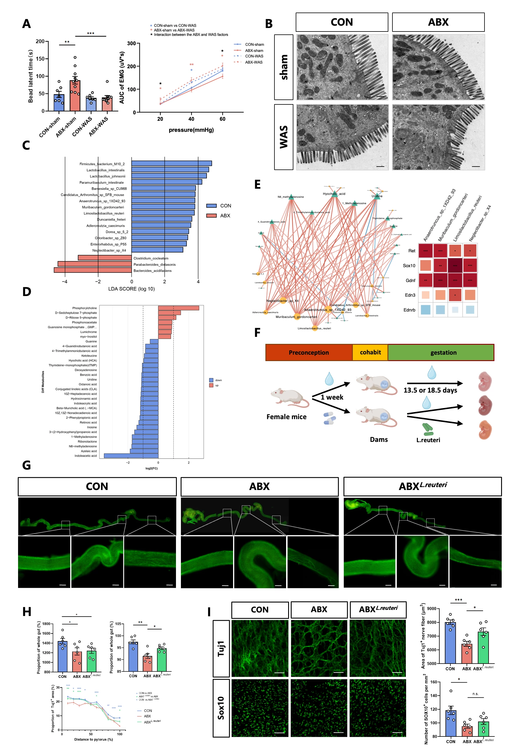 Figure 2: Multi-omics analysis intervention identified key species in maternal gut microbiota related to ENS development. A: Bead latency time and CRD-EMG at 20, 40, and 60 mmHg of offspring after WAS/sham exposure (n=6-9). B. Electron microscopy of colon epithelial of offspring after WAS/sham exposure (bar=500nm, n=3).C: Different species of E18.5 maternal gut microbiota. D: different metabolites of E18.5 maternal cecal content. E: Microbiota-metabolome-transcriptome correlation analysis reveals key species and key metabolites in maternal fecal. F: experimental schematic diagram of <i>L.reuteri</i> intervention during gestation. G-H: Length, ENS migration and density of E13.5 embryonic intestinal (bar=50μm, n=6). I: Tuj1<sup>+</sup>nerve fiber and Sox10<sup>+</sup>cell of E18.5 embryonic colon (bar=50μm, n=6). Mean±SEM, *p<0.05, **p<0.01, ***p<0.001.