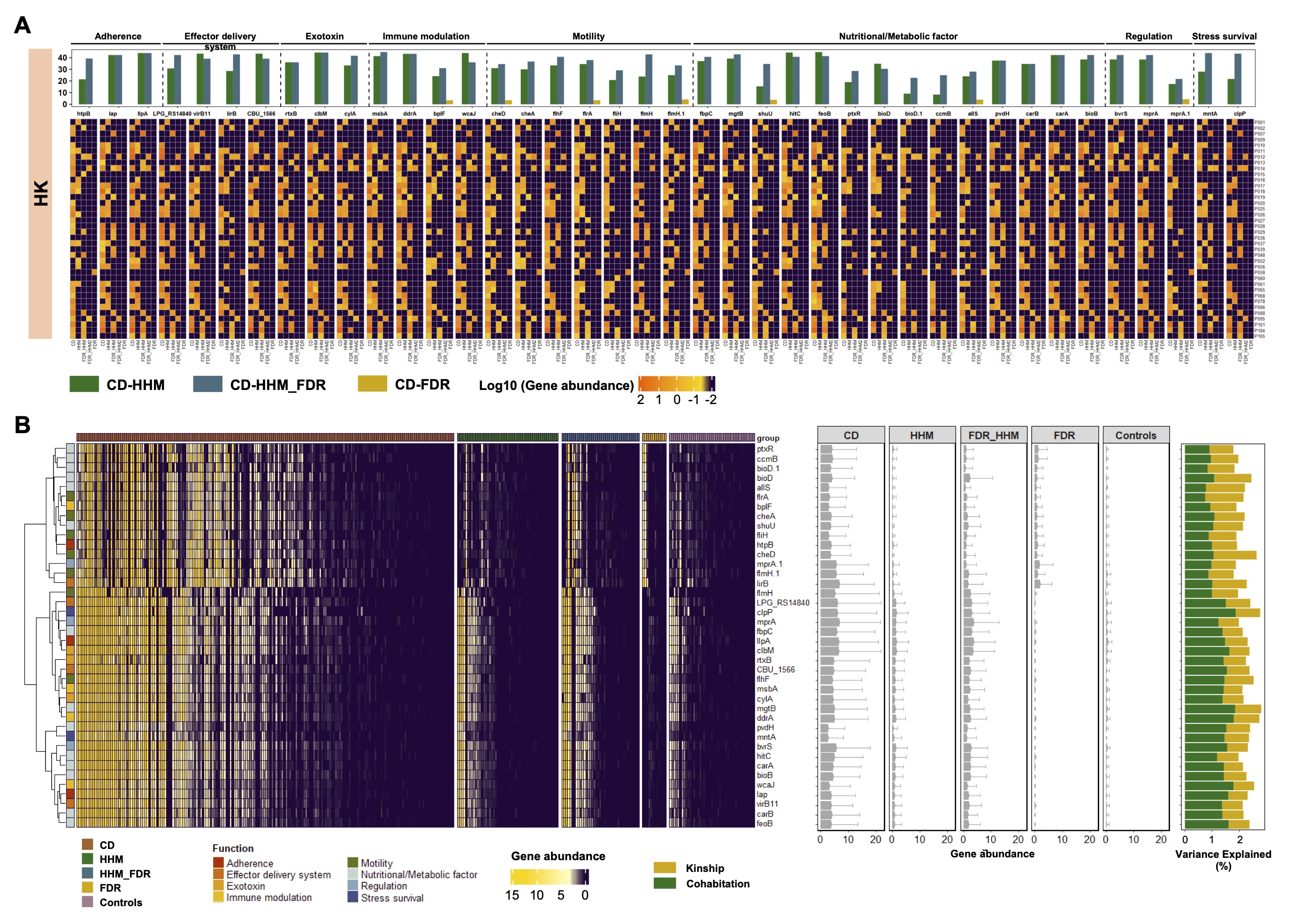 <b>Fig 1. </b><b>(A) </b>The abundance and distribution of 40 virulence genes in paired CD patients and their household members (HHM), cohabitated first-degree relatives (FDR_HHM) and non-cohabitated first-degree relatives (FDR) in Hong Kong cohort. The bar chart at the top shows the co-expression ratio of each gene in CD-HHM, CD-FDR_HHM and CD-FDR pairs. <b>(B) </b>Heatmap and bar plot showing the abundance of 40 virulence genes in CD patients and their FDR, FDR-HHM, HHM, and non-related healthy controls from Australia and Hong Kong. The leftmost grids indicated the function of these genes. The bar plot displayed the mean abundance of gene in each group, with error bars representing the standard deviation. Variance of each gene explained by kinship and cohabitation. Explained variance was determined using multivariate analysis (PERMANOVA) based on Bray-Curtis dissimilarity.
