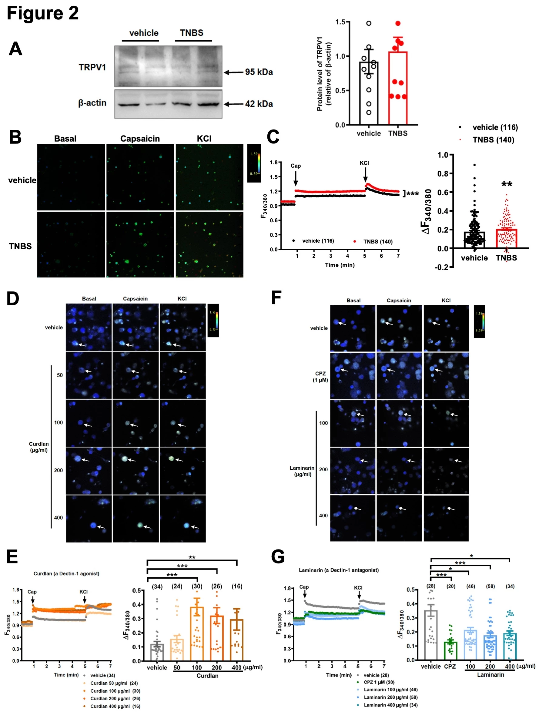 <b>Figure 2 Dectin-1 Induces TRPV1 Sensitization.</b><br /> A) The expression of the TRPV1 protein in the T12-L1 and L6-S1 DRGs. B-C) Calcium imaging of TNBS-injected group compared with the vehicle group. B) Traces of calcium imaging upon stimulation with capsaicin (1 μM) followed by KCl (3 μM). C) Change in the ratio of F340 to F380 in the vehicle- or TNBS-injected group. D-E) Calcium imaging of pretreatment with curdlan. D) Traces of calcium imaging after stimulation with capsaicin (1 μM) followed by KCl (3 μM) in DRG neurons treated with the vehicle or different doses of curdlan. E) Change in the ratio of F340 to F380. F-G) Calcium imaging of pretreatment with laminarin. F) Traces of calcium imaging after stimulation with capsaicin (1 μM) followed by KCl (3 μM) in DRG neurons treated with the vehicle or different doses of laminarin. G) Change in the ratio of F340 to F380. Data are show as the means ± SEM. Cap, capsaicin; CPZ, Capsazepine.