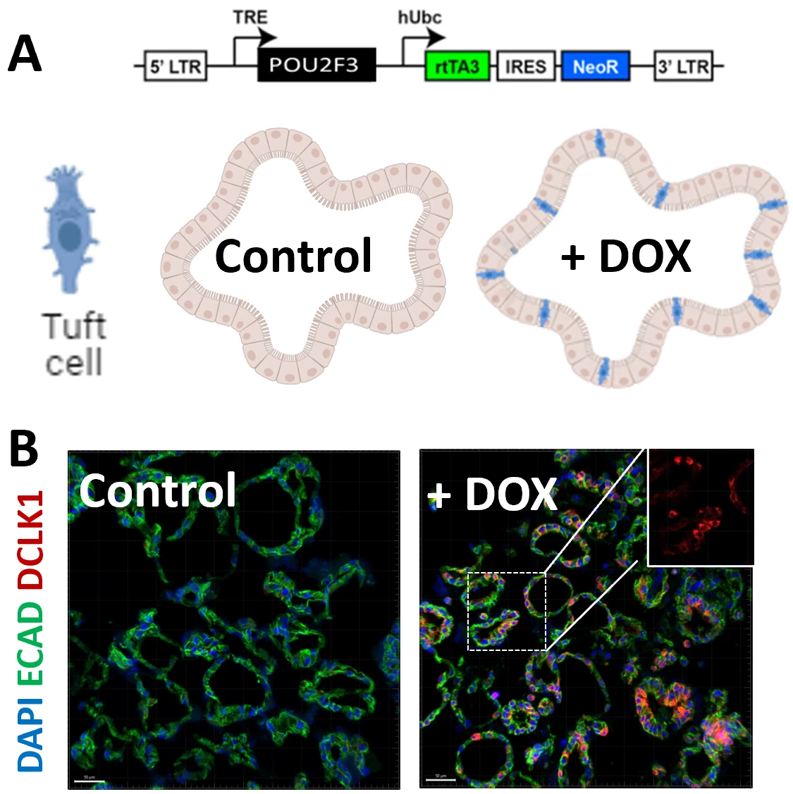 POU2F3 is sufficient to specify tuft cells. (A) Schematic of POU2F3 construct and expected result for induced expression. (B) Immunofluorescence images of control and doxycycline treated enteroids stained for E-CAD (green), DCLK1 (red) and counterstained with DAPI (blue).