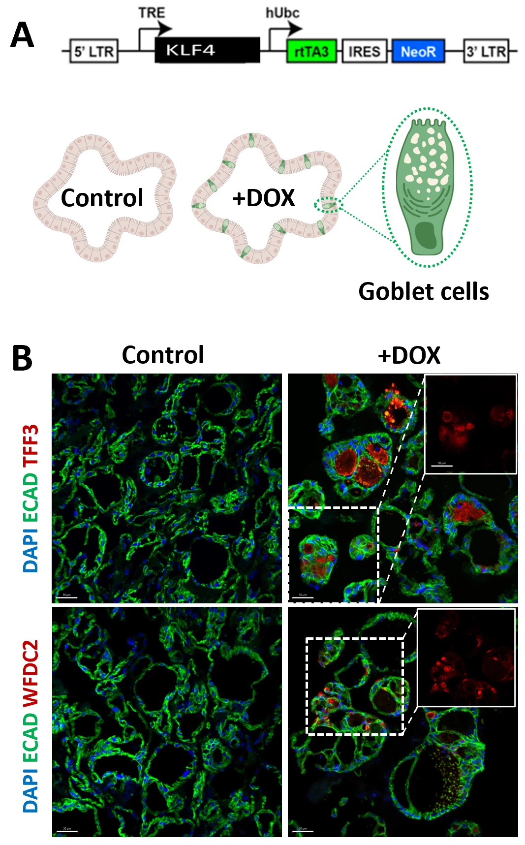 KLF4 is sufficient to specify goblet cells. (A) Schematic of KLF4 construct and expected result for induced expression. (B) Immunofluorescence images of control and doxycycline treated enteroids stained for E-CAD (green), TFF3 or WFDC2 (red) and counterstained with DAPI (blue).