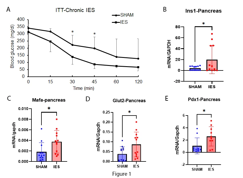 Fig.1. Changes of insulin sensitivity and gene expression by IES in diabetic pancreas. A, ITT was performed after insulin subcutaneous injection. B, Insulin mRNA level in pancreas between SHAM and IES groups. C, D, and E, Mafa, Glut2 and Pdx1 mRNA levels in pancreas between SHAM and IES, respectively. *  p≤0.05.