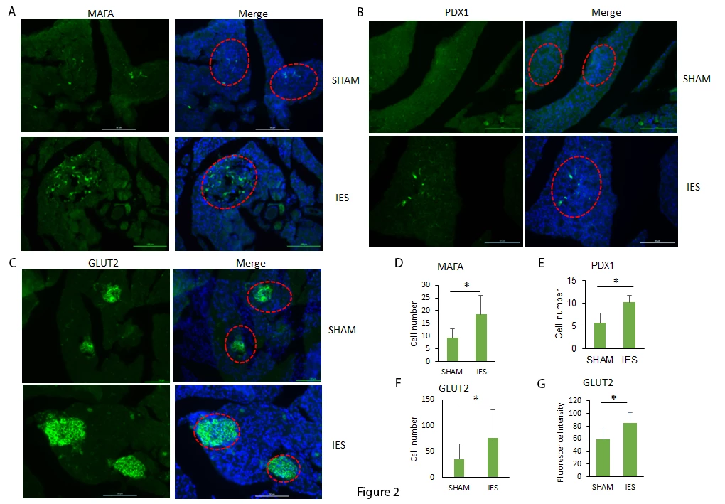 Fig.2. Expression of MAFA, PDX1 and GLUT2 in islet beta cells. A,B and C, Immunofluorescence staining using MAFA, PDX1 and GLUT2 antibodies, respectively  in diabetic rat islets between SHAM and IES. D, E and F, the positive staining cell numbers of MAFA, PDX1 and GLUT2 in each islet from the A,B and C, respectively (Scale bar:100um).G, the fluorescence intensity of GLUT2 in each islet from the C. * p≤0.05.