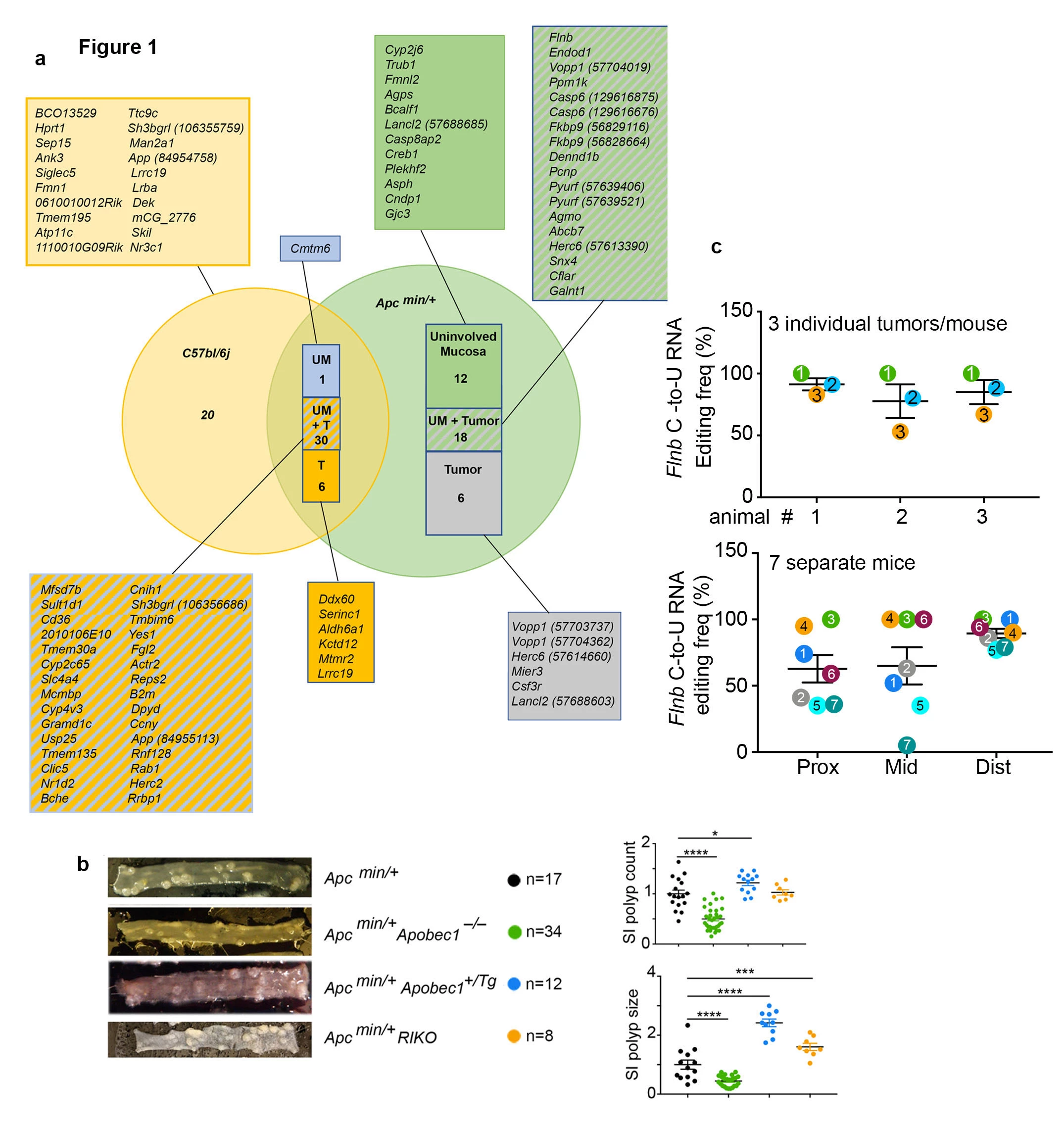 Figure 1. <b>a</b>. Venn diagram showing <i>Apc <sup>min/+</sup></i> -specific 36 APOBEC1-dependent newly identified editing sites. Out of 57 previously identified editing sites in WT C57b/6j intestine, 37 were also edited in both uninvolved mucosa (UM) and/or tumor of <i>Apc <sup>min/+ </sup></i>mice. <b>b</b>. Gross morphology of polyps in jejunum of <i>Apc <sup>min/+</sup></i>, <i>Apc <sup>min/+</sup> Apobec1<sup>–/–</sup></i>, <i>Apc <sup>min/+</sup> Apobec1 <sup>+/Tg</sup></i> and <i>Apc <sup>min/+</sup> RIKO </i>mice.Plyp number and size are shown for each genotype. * p<0.05, *** p< 0.001, **** p<0.0001. <b>c</b>. Top. <i>Flnb</i> RNA editing frequency in individual tumors of 3 separate mice. Bottom. Editing frequency of <i>Flnb</i> RNA in pooled tumors (3-4) isolated from proximal, mid and distal intestine of 7 separate <i>Apc <sup>min/+</sup></i> mice.