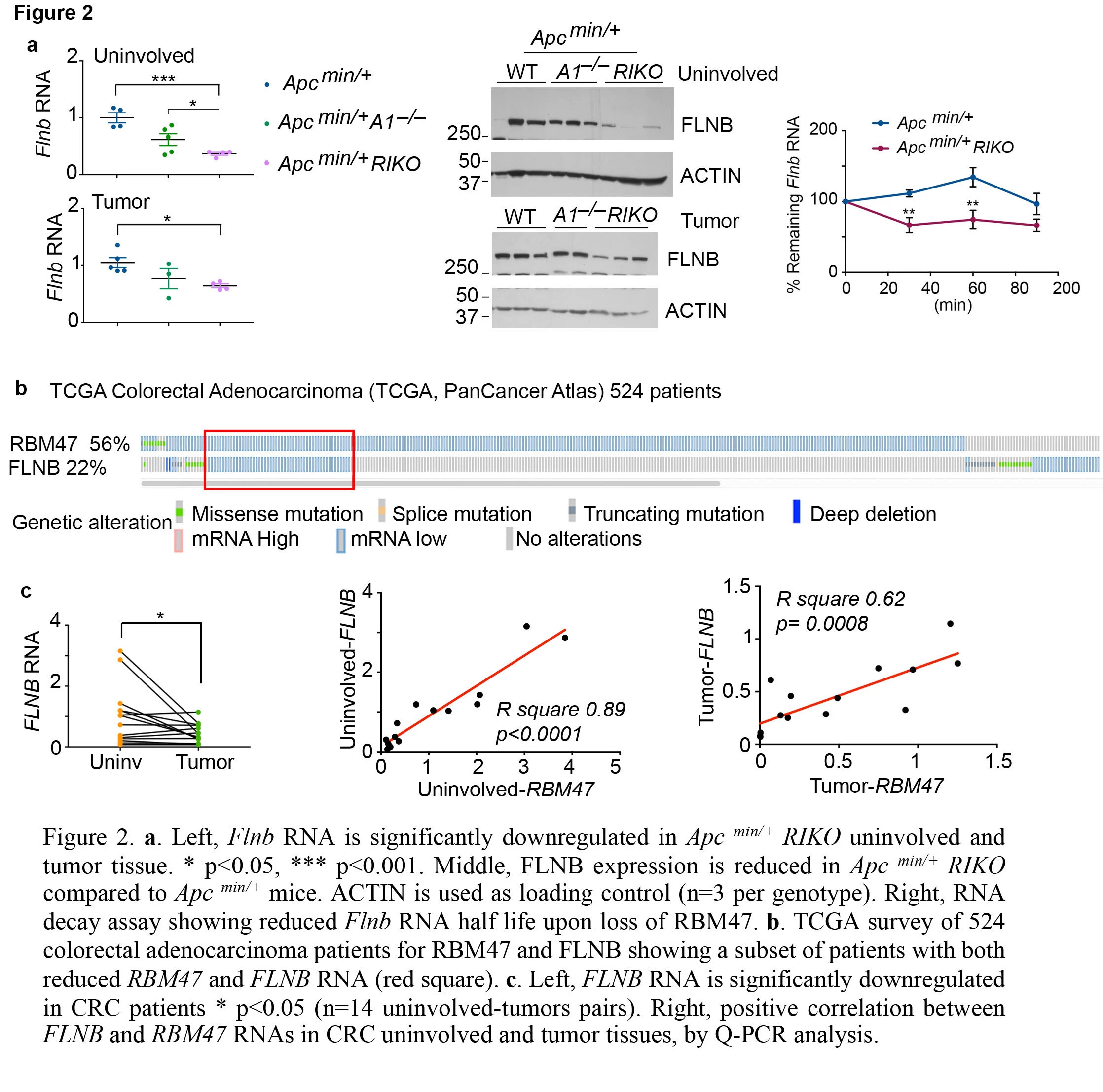 Figure 2. <b>a</b>. Left, <i>Flnb</i> RNA is significantly downregulated in <i>Apc <sup>min/+</sup></i> <i>RIKO</i> uninvolved and tumor tissue. * p<0.05, *** p<0.001. Middle, FLNB expression is reduced in <i>Apc <sup>min/+</sup> RIKO</i> compared to <i>Apc <sup>min/+</sup></i> mice. ACTIN is used as loading control (n=3 per genotype). Right, RNA decay assay showing reduced <i>Flnb</i> RNA half-life upon loss of RBM47. <b>b</b>. TCGA survey of 524 colorectal adenocarcinoma patients for RBM47 and FLNB showing a subset of patients with both reduced <i>RBM47</i> and <i>FLNB</i> RNA (red square). <b>c</b>. Left, <i>FLNB</i> RNA is significantly downregulated in CRC patients * p<0.05 (n=14 uninvolved-tumors pairs). Right, positive correlation between <i>FLNB</i> and <i>RBM47</i> RNAs in CRC uninvolved and tumor tissues, by Q-PCR analysis.
