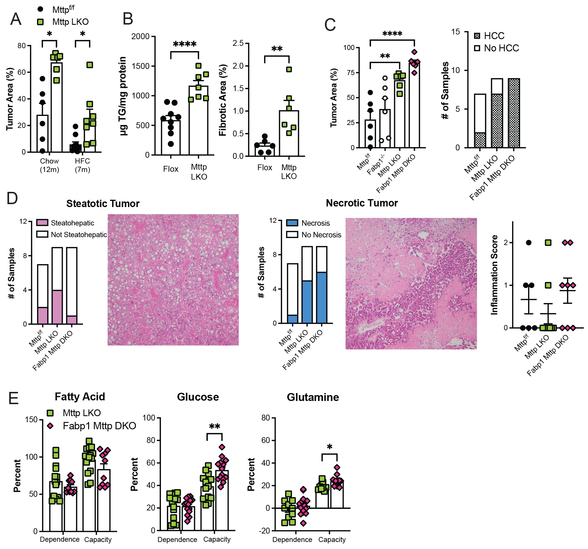 Figure 1: Germline Fabp1 deletion increases tumor burden in Mttp LKO mice with alterations in tumor phenotype and energy utilization. A. Hepatic tumor area, expressed as percent of total tissue area in Mttp LKO mice fed chow or HFC. B. Hepatic triglyceride (TG, left) and PSR-stained fibrotic area in DEN treated Mttp LKO mice (HFC diet, 4 months). C. Tumor area (left) and prevalence of HCC in H&E stained liver tissue in chow diet fed mice at 12 months. D. Histological analysis of tumor phenotype in chow fed mice at 12 months. Slides were scored by a trained pathologist blinded to genotype. n=7 Flox, 6 Fabp1-/-, 9 Mttp LKO, 9 Fabp1 Mttp DKO. Representative images (100x magnification) are shown. E. Seahorse assays evaluating dependence on and capacity of isolated primary hepatocytes to utilize distinct energy sources. For all panels, * p<0.05; ** p<0.01; **** p<0.005.