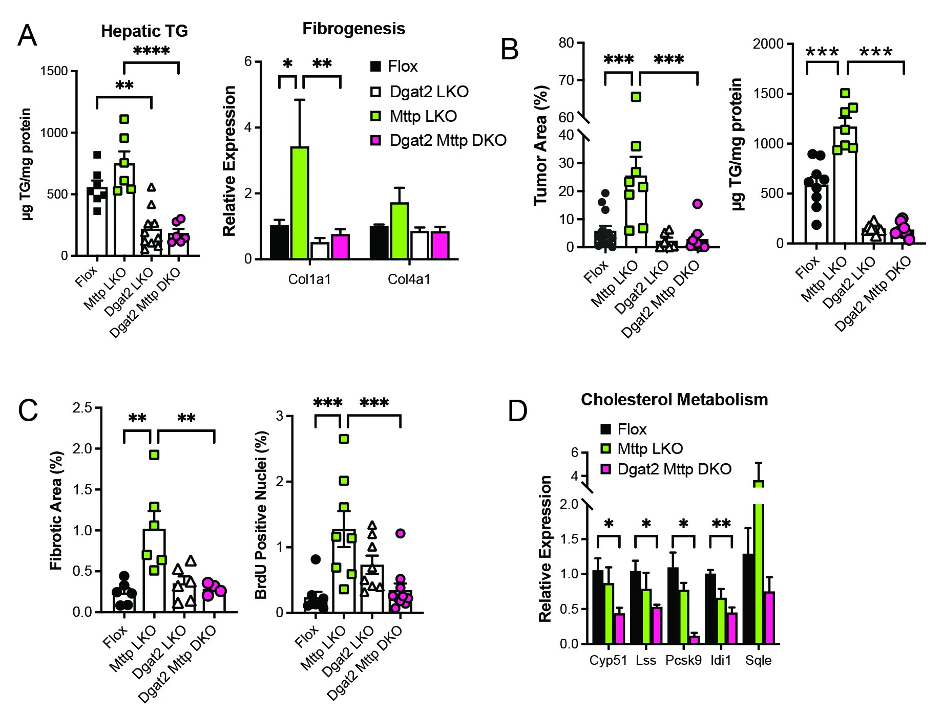 Figure 2: Deletion of Dgat2 reduces steatosis, fibrosis and tumor burden in DEN-injected Mttp LKO mice fed HFC diet. A. Hepatic TG (left) and fibrogenic gene expression in female mice fed HFC diet for 6 months (no DEN). B. Tumor area (left) and hepatic TG in DEN-treated, HFC fed mice at 7 months. C. Fibrotic area (left) and hepatocyte proliferation (% BrdU positive nuclei, expressed as % of hepatocyte nuclei) at 4 months. D. Hepatic expression of genes related to cholesterol metabolism at 4 months. n=5/genotype. For all panels, * p<0.05; ** p<0.01; *** p<0.005, **** p<0.001.