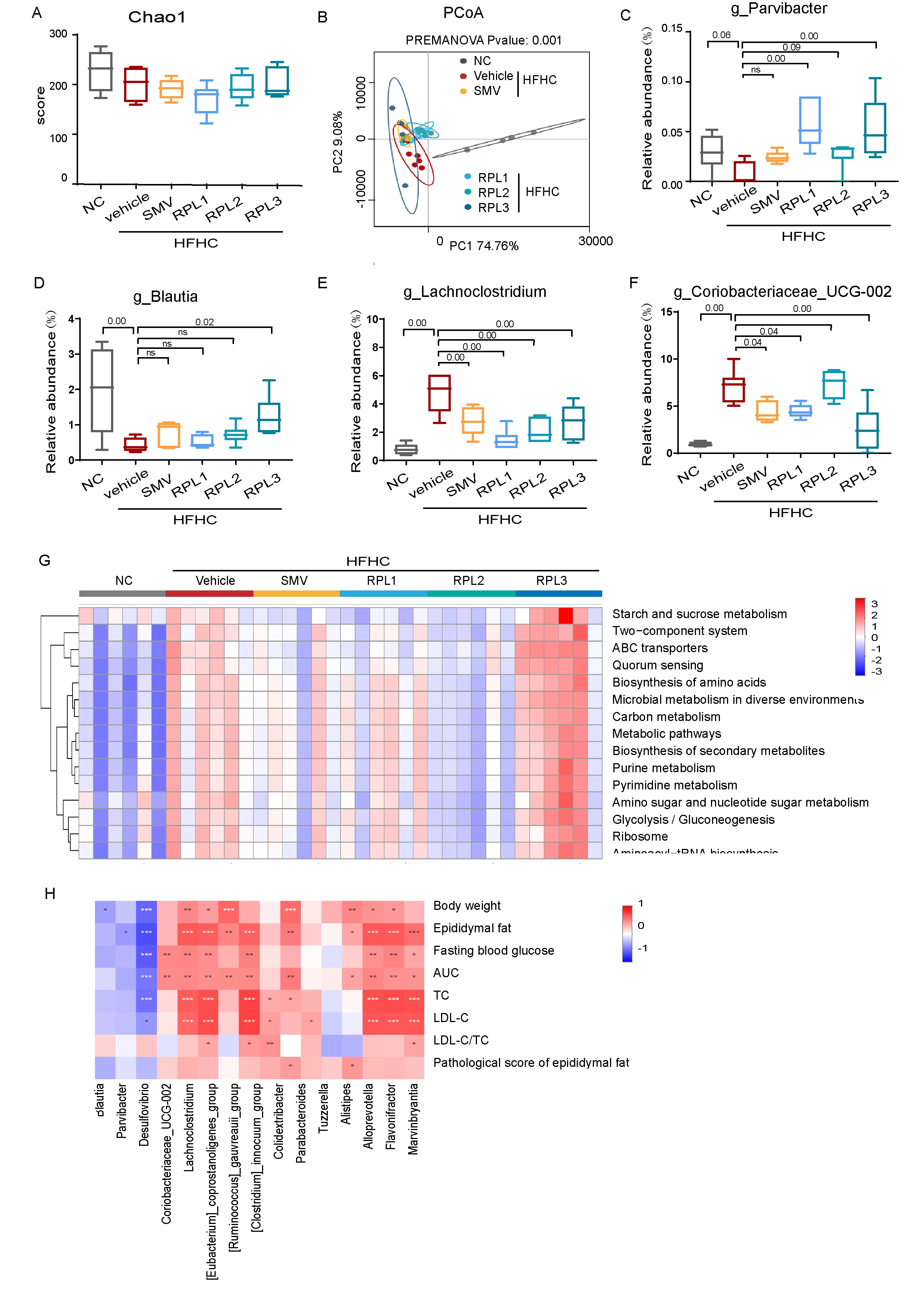 Fig.2 (A) α-diversity analysis by Chao1 of all groups. (B) β-diversity analysis by PCoA based on euclidean distance.<b> (</b>C-F) Relative abundance of Blautia (C), Lachnoclostridium (D), Coriobacteriaceae_UCG-002 (E). Error bars, s. e. m. (G) Predicted functions of fecal microbiota based on KEGG by Kruskal-Wallis. (H) Correlation analysis for differentiated genus and phenotypic data. Spearman corrections were employed.