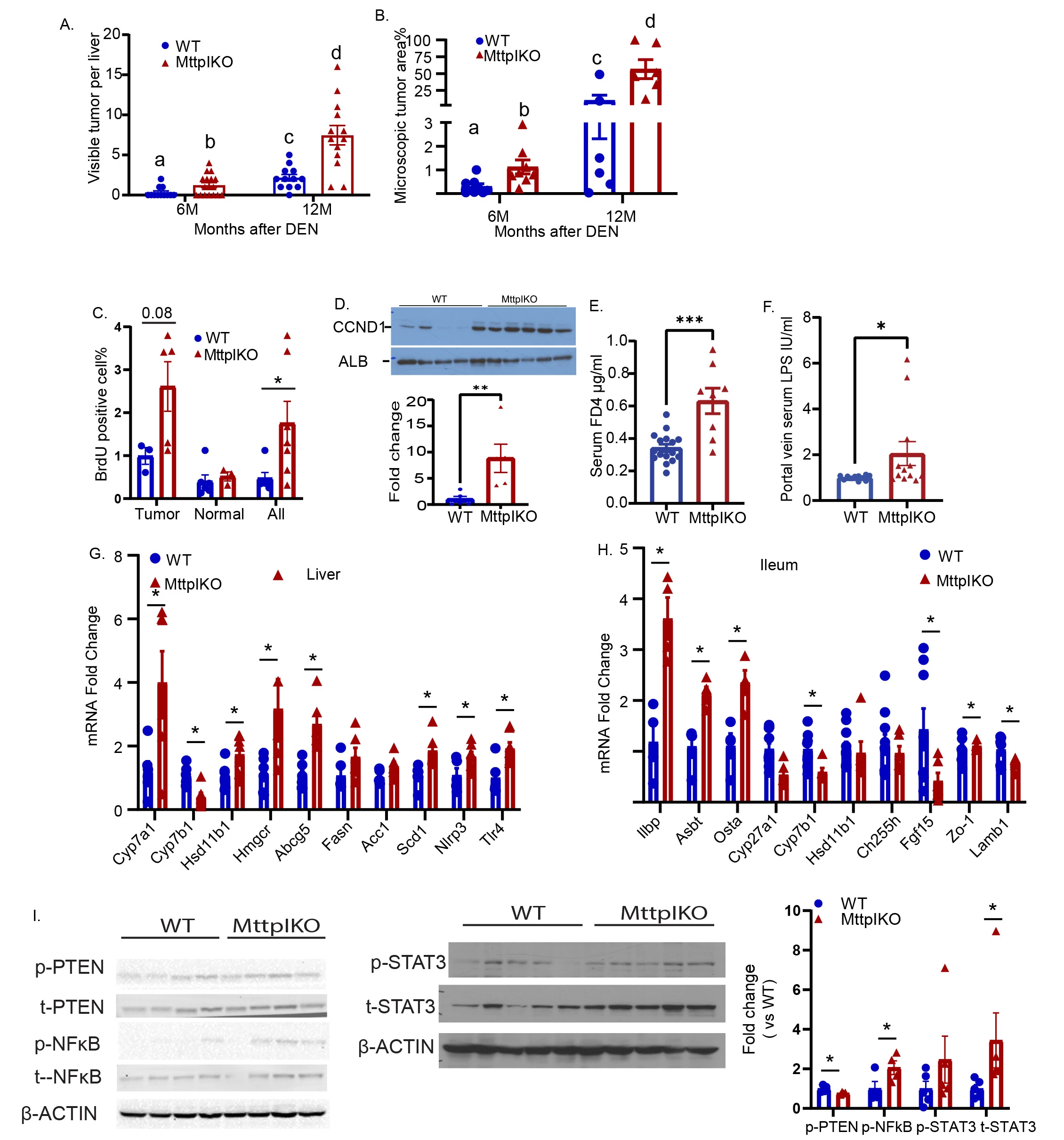 Figure1. Increased proliferation and tumor formation in MttpIKO after DEN treatment, along with altering sterol metabolism, impairing intestinal barrier and related gene expression changes. <b>A.</b> Visual tumor counts. <b>B.</b> Tumor area of HE staining tissue quantitated by Image J. The bar graph data associated with different letters are significant different. p<0.05. <b>C.</b> BrdU staining cells%. <b>D.</b> Cyclin D1 (CCND1) protein measured by western blot, corrected to albumin (ALB), normalized to WT. <b>E. </b>Serum FITC-Dextran 4Kd (FD4) 4hr after gavage. <b>F.</b> Portal vein Lipopolysaccharides (LPS) content. <b>G. and H</b>. mRNA expression of genes related to Fxr, Lxr pathway, inflammation (liver), and barrier (Ileum) were measured by qPCR, corrected to <i>Gapdh</i>, normalized to WT. <b>I.</b> Western blot images of PTEN, NFκB (left), STAT3 (middle) and their quantitation by Kodak system (right), corrected to β-actin, normalized to WT. All the Bar graph are mean ± SE, *p<0.05.