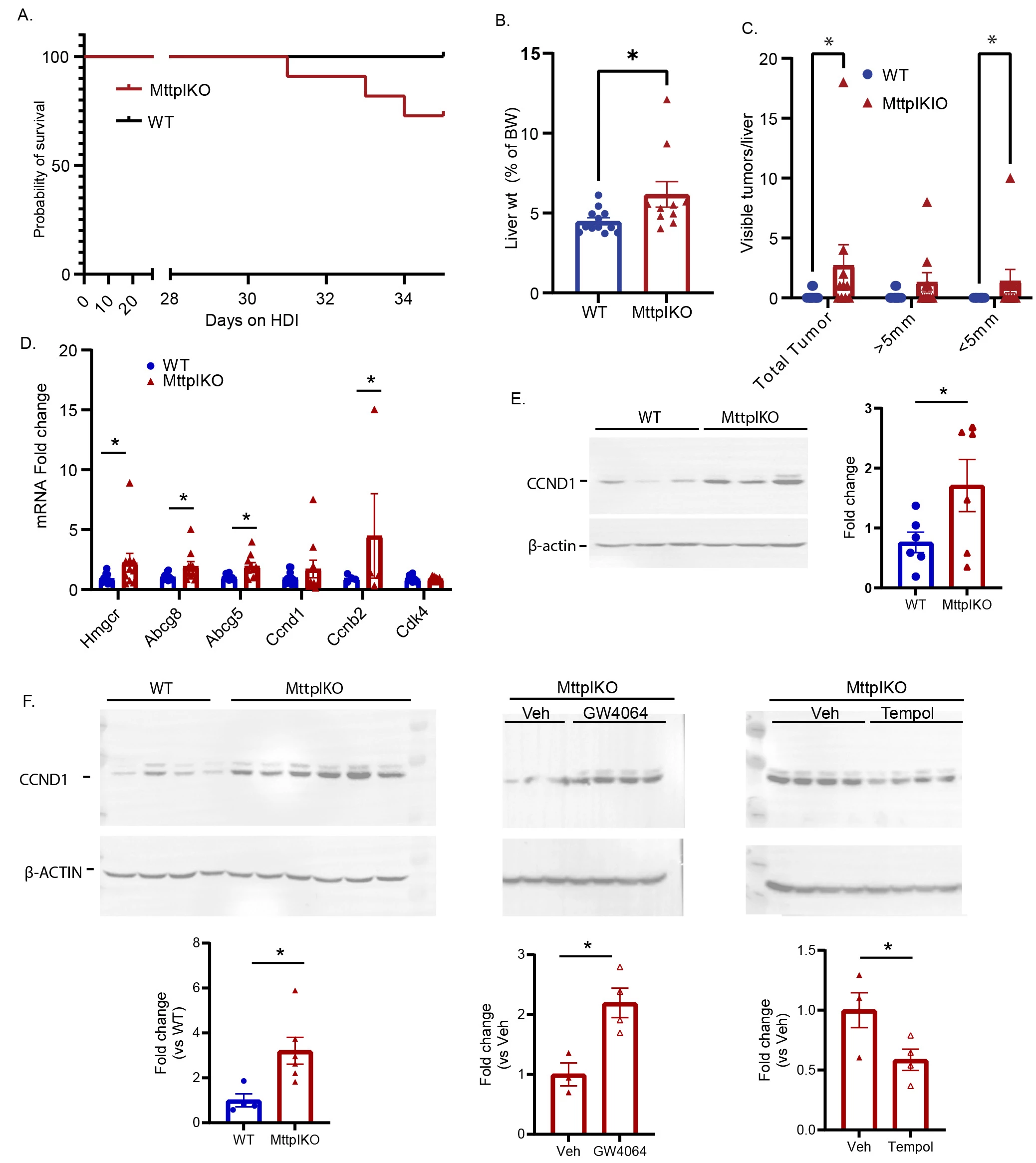 Figure2. <b>A.</b> to <b>E.</b> Increased death, liver tumor formation, liver proliferation in MttpIKO after hydrodynamic tail vein injections (HDI) of CRISPR-Cas9 and transposon vectors to disrupt Trp53 and overexpress C-Myc (Trp53<sup>KO</sup>/C-Myc<sup>OE</sup><b>. A. </b>Survival curve. n=9-10 per group. <b>B.</b> Liver weight corrected to body weight %. <b>C. </b>Visible tumor counts per liver. <b>D. </b>mRNA expression of genes related to sterol metabolism and proliferation measured by qPCR, corrected to <i>Gapdh</i>, normalized to WT. <b>E.</b> Representative of Cyclin D1 (CCND1) protein expression by western blot. <b>F.</b> Representative images of western blot of CCND1 and quantitation by Image Lab software in WT and MttpIKO at baseline (left), FXR agonist GW4064 treated (middle) and Tempol (Right) treated MttpIKOs. All the Bar graphs are mean ± SE, *p<0.05.