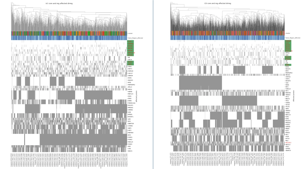 <b>Figure 2 - Clustering of UC (right) and CD (left) patients based on affected autophagy core members and regulators. </b>Core proteins with coding SNPs are highlighted green on the Y axis. The upper column colorbar shows patient clusters from a different cluster calculation method, while the lower column colorbar shows in dark blue those patients where autophagy is affected by both coding and non-coding SNPs, while light blue indicates those patients, where only regulatory SNPs are present.