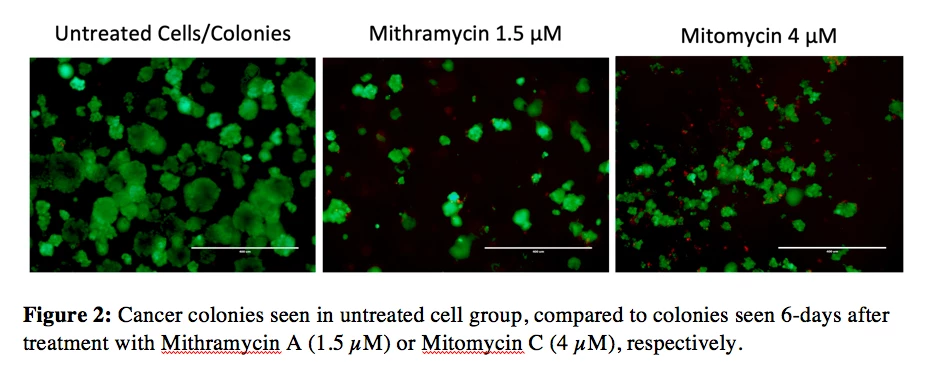 <b>Figure 2: </b>Cancer colonies seen in untreated cell group, compared to colonies seen 6-days after treatment with Mithramycin A (1.5 µM) or Mitomycin C (4 µM), respectively.