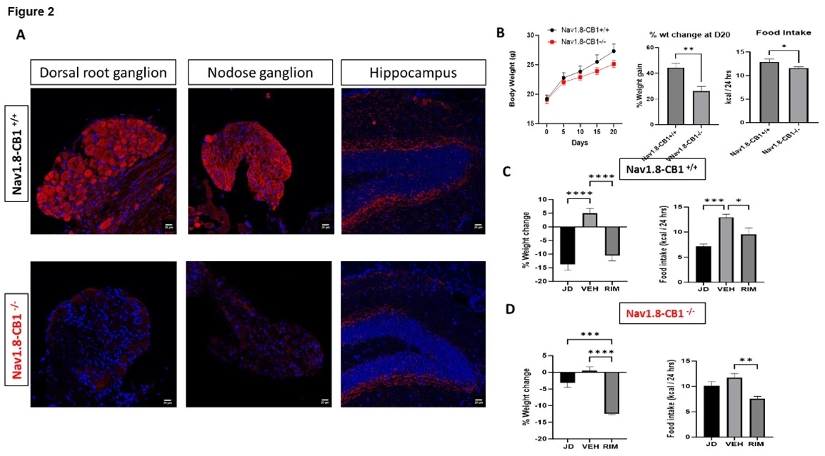 <b>Figure 2. </b>(<b>A</b> ) CB1 immunostaining (Red) in Dorsal root ganglion (DRG-T10), nodose ganglion, and hippocampus of 12 weeks old male Nav1.8-CB1-/- and Nav1.8-CB1 -/- mice. (<b>B</b>) body weight in (g) over time in (days) , average daily food intake in (Kcal/day), % weight change from baseline over time in (days), and % weight gain after 3 weeks (21 days) of HF diet feeding in Nav1.8-CB1 +/+ and Nav1.8-CB1 -/- male mice. (<b>C, D)</b> % total weight change and average daily food intake (measured over 3 days) in HF diet-fed Nav1.8-CB1 +/+ and Nav1.8-CB1 -/- male mice after 15 days of administration of peripherally-restricted CB1 antagonist (JD) vs non-selective CB1 antagonist (RIM) vs vehicle (VEH). n=8-10.