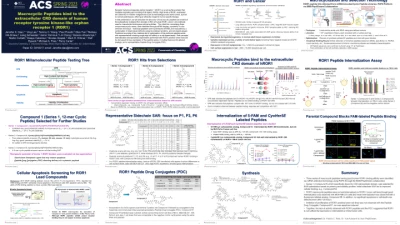 Thumbnail for Macrocyclic peptides bind to the extracellular CRD domain of human receptor tyrosine kinase-like orphan receptor 1 (ROR1)