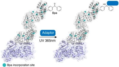 Thumbnail for Engineering photoactivatable O-GlcNAc transferase constructs to explore protein substrate selection mechanisms