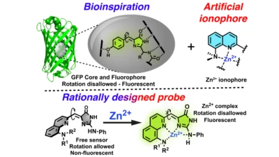 Thumbnail for Novel fluorescent Zn2+ chemosensors based on locked GFP-chromophore for two-photon microscopy | Poster Board #1810