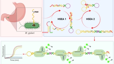 Thumbnail for Exponential isothermal amplification combined with CRISPR-Cas12a system for the detection of Helicobacter pylori