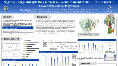 Thumbnail for Negative charge disrupts the chemical microenvironment of the H+ exit channel in Escherichia coli ATP synthase