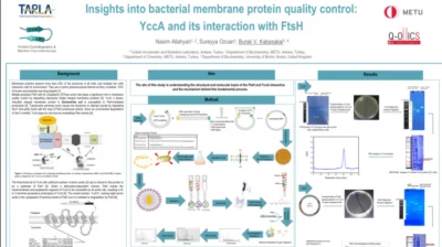 Thumbnail for Insights into bacterial membrane protein quality control: YccA and its interaction with FtsH | Poster Board #2917