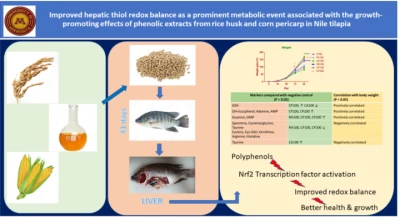 Thumbnail for Improved hepatic thiol redox balance as a prominent metabolic event associated with the growth-promoting effects of phenolic extracts from rice husk and corn pericarp in Nile tilapia
