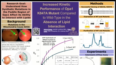 Thumbnail for Potential lipid binding mutants in a dynamin GTPase modify GTPase activity