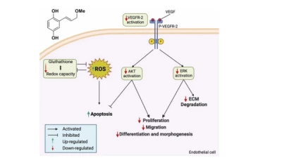 Thumbnail for (E)-2-(3-methoxyprop-1-en-1-yl) benzene-1,4-diol exhibits a lower toxicity and an improved antiangiogenic activity than its natural counterpart, toluquinol