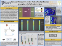 Thumbnail for Fatheads don’t eat plastic: Food preference among juvenile fathead minnows