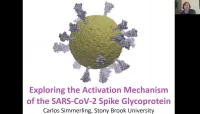 Thumbnail for Free energy landscapes for RBD opening in SARS-CoV-2 spike glycoprotein simulations suggest key interactions and a potentially druggable allosteric pocket