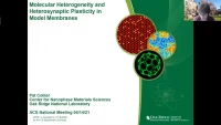 Thumbnail for Molecular heterogeneity and heterosynaptic plasticity in model membranes