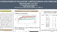 Thumbnail for Interactions of the kinesin-5 motor domain and tubulins