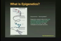 Thumbnail for Research Workshop:  The Effect of Nutrition on Epigenetic Status, Growth, and Health