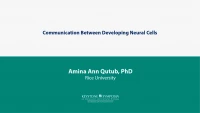 Thumbnail for Communication Between Developing Neural Cells 