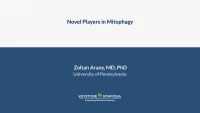 Thumbnail for Novel Players in Mitophagy