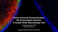 Thumbnail for Short Talk: Tumor-Immune Communication via Extracellular Vesicles: A Lymph Node Macrophage Link