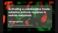 Thumbnail for Activating a Collaborative Innate-Adaptive Immune Response to Control Metastasis