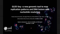 Thumbnail for GLOE-Seq – A New Genomic Tool to Map Replication Patterns and DNA Lesions with Nucleotide Resolution