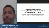 Thumbnail for Short Talk: Genome-Wide Mapping of Transcription-Replication Interactions in Mouse Primary B Cells