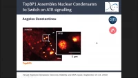 Thumbnail for Short Talk: TopBP1 Assembles Nuclear Condensates to Switch on ATR Signalling