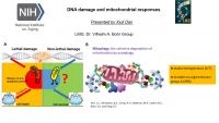 Thumbnail for Short Talk: Mitochondria Responds to DNA Damage with Adjusted Mitophagy