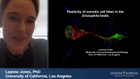 Thumbnail for Ablation and Replacement of Fly Stem Cells: Plasticity in the Epithelium