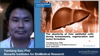 Thumbnail for Short Talk: The Plasticity of Liver Epithelial Cells during Homeostasis, Regeneration and Tumor Formation