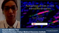 Thumbnail for Short Talk: Autophagy Drives in vivo Transdifferentiation