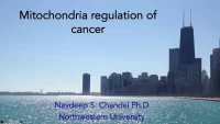 Thumbnail for Mitochondrial Regulation of Cancer